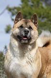 AKITA AMERICAIN 392